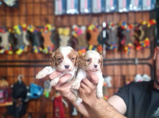 Güzellik Ve Uysallık Bir Arada King Charles Cavalier görsel