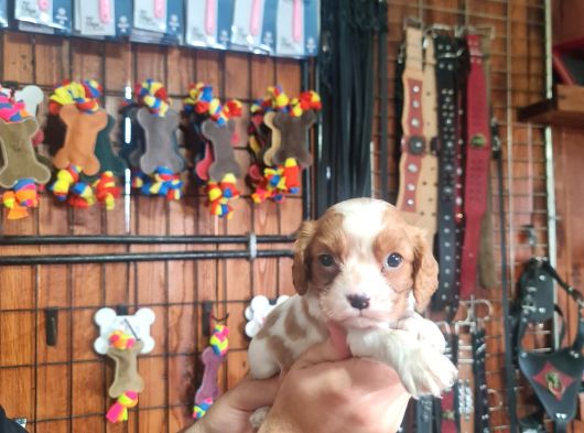 Güzellik Ve Uysallık Bir Arada King Charles Cavalier görsel