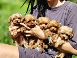 Ultra Mini Boy Maltipoo Yavrularımız
