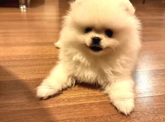 Satılık Pomeranian Boo Yavrusu  4 Aylık Erkek görsel