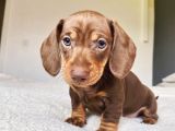 Son Dönemin Favorisi Dacshound Sosis Köpek Yavrularımız