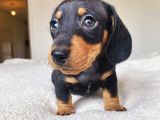 Son Dönemin Favorisi Dacshound Sosis Köpek Yavrularımız