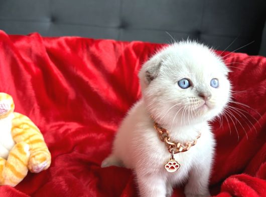 Ayı Kafa Sıfır Kulak Scottish Fold Dişi Yavrular görsel
