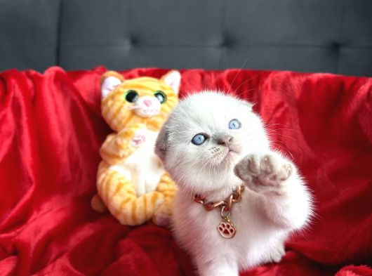 Ayı Kafa Sıfır Kulak Scottish Fold Dişi Yavrular görsel