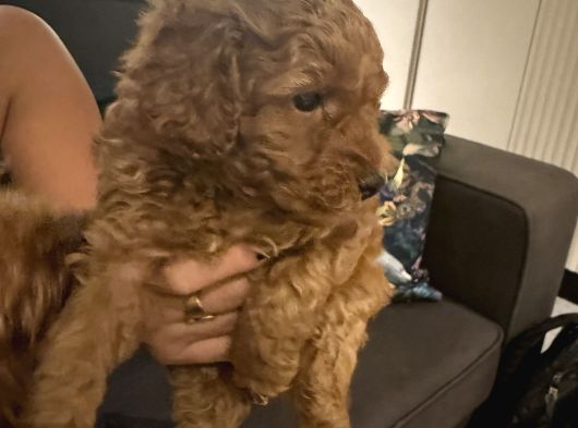 2 Aylık Erkek Anne Baba Toy Poodle görsel