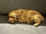 2 Aylık Erkek Anne Baba Toy Poodle