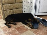 Yawru Dişi Doberman