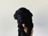 Özel Renk Poodle Bebeğim Yeni Yuvasını Arıyor