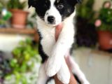 Border Collie