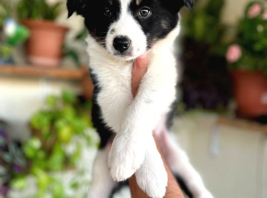 Border Collie görsel
