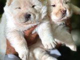 Chow chow erkek dişi yavrular ayı surat