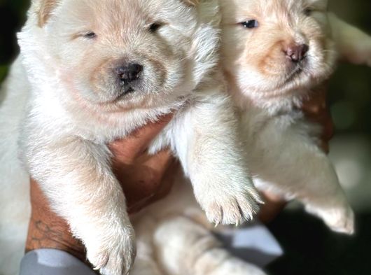 Chow Chow Erkek Dişi Yavrular Ayı Surat