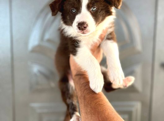 Border Collie