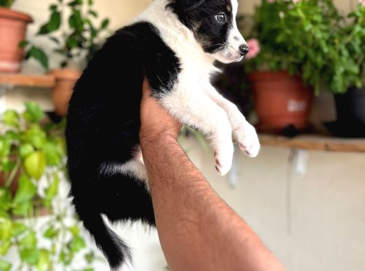 Border Collie görsel