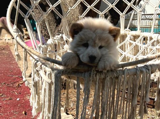 Chow Chow Erkek Dişi Yavrular Ayı Surat görsel