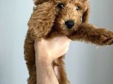 3 Aylık Erkek Toy Poodle