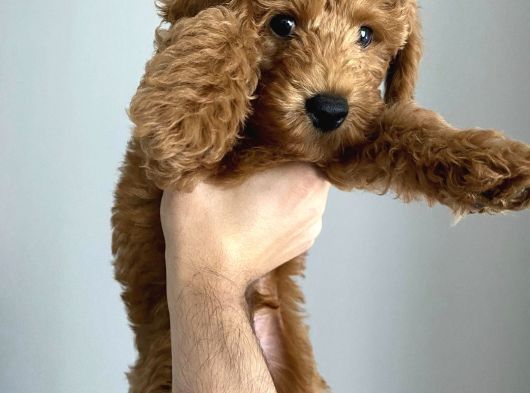 3 Aylık Erkek Toy Poodle Irk Garantili görsel
