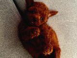 Kopyalari Çok Ori̇ji̇nali̇ Tek Poodle Yavrulari