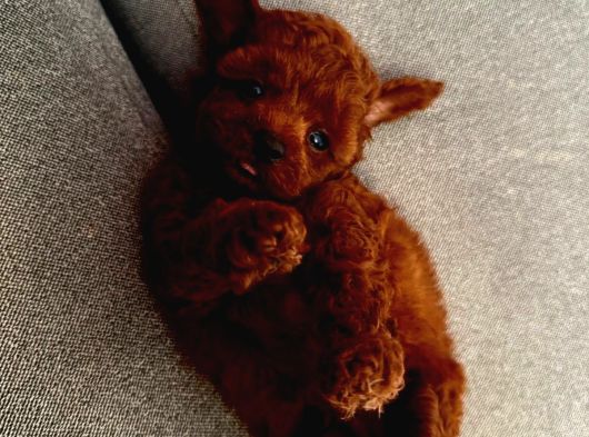 Kopyalari Çok Ori̇ji̇nali̇ Tek Poodle Yavrulari görsel