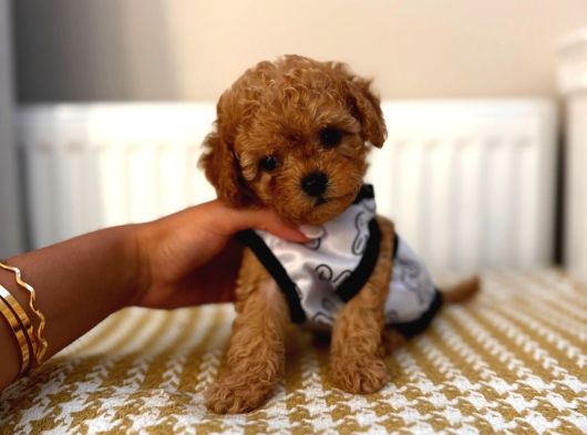 Kopyalari Çok Ori̇ji̇nali̇ Tek Poodle Yavrulari görsel