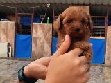 Kore Toy Poodl Yavrularımız Ruhsatlı Çiftliği Mızden
