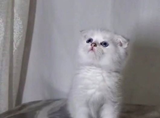 A Kalite Oyuncu Ayı Suratlar görsel