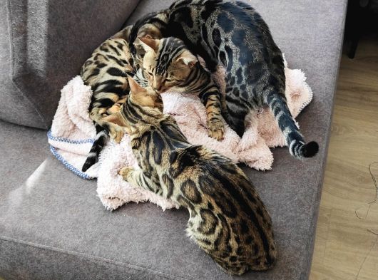 Rozet Bengal Kedisi görsel