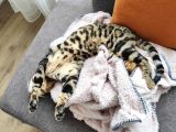 Rozet Bengal Kedisi