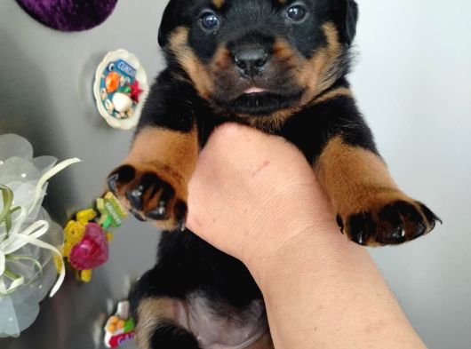 Dişi rotweiler yavruları