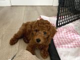 3 Aylık Erkek Toy Poodle
