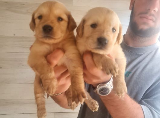 Golden Bebeklerimiz Için Acele Edin görsel