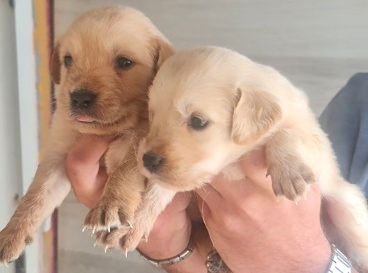 Golden Bebeklerimiz Için Acele Edin