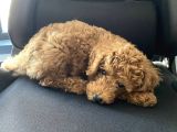 3 Aylık Erkek Toy Poodle