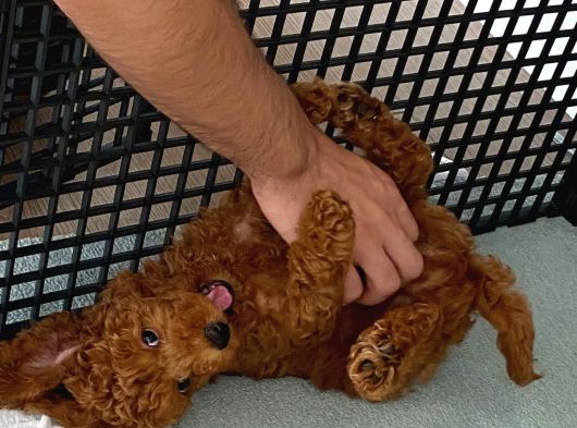 3 Aylık Erkek Toy Poodle görsel