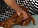 3 Aylık Erkek Toy Poodle Irk Garantili