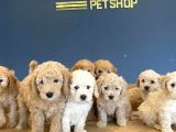 Renk Renk Orji̇nal Toy Poodle Yavrularimiz Güncel Ankara