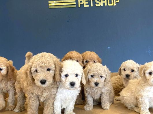 Renk Renk Orji̇nal Toy Poodle Yavrularimiz Güncel Ankara görsel
