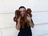 Renk Renk Orji̇nal Toy Poodle Yavrularimiz Güncel Ankara