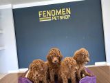 Renk Renk Orji̇nal Toy Poodle Yavrularimiz Güncel Ankara