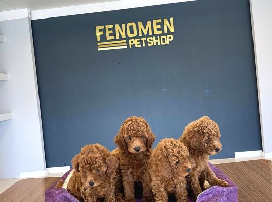 Renk Renk Orji̇nal Toy Poodle Yavrularimiz Güncel Ankara görsel