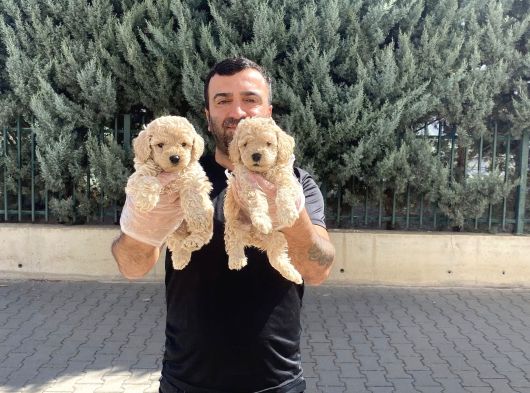 Renk Renk Orji̇nal Toy Poodle Yavrularimiz Güncel Ankara görsel