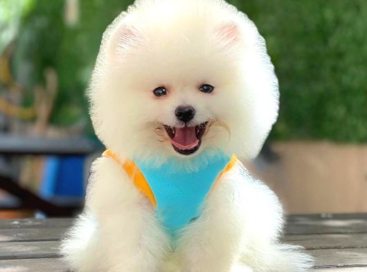 Sevimli Pomeranian Yavrular
