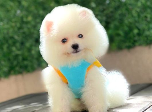 Sevimli Pomeranian Yavrular görsel