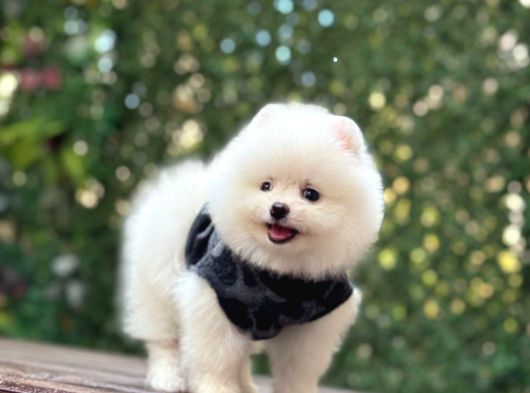 Sevimli Pomeranian Yavrular görsel