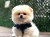 A Kali̇te Pomeranian Boo Yavrular