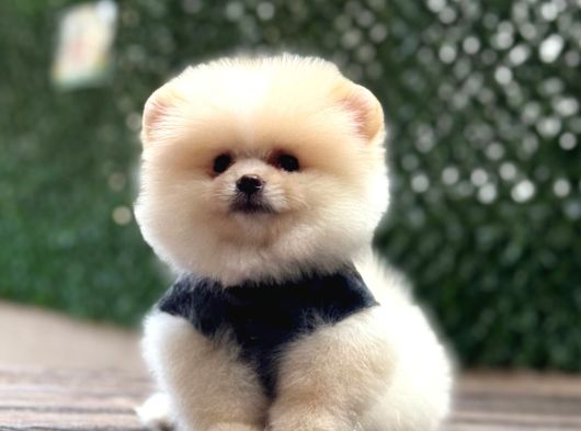 A Kali̇te Pomeranian Boo Yavrular görsel