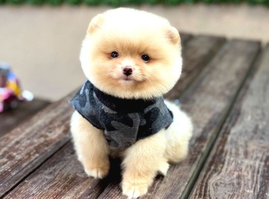 A Kali̇te Pomeranian Boo Yavrular