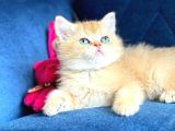 British Shorthair Golden Yavrular