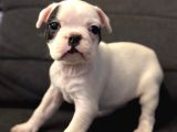 Sağlıklı 2 Aylık French Bulldog Sıfır Kuyruk