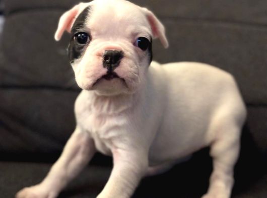 Sağlıklı 2 Aylık French Bulldog Sıfır Kuyruk görsel